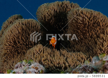 カクレクマノミとイソギンチャク カクレクマノミとイソギンチャク 5699531