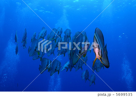 ささやき合う八丈島のツバメウオ 5699535