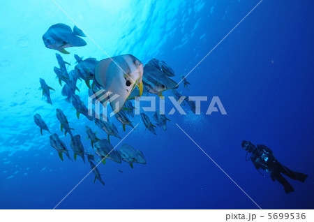 八丈島のツバメウオとダイバー 八丈島のツバメウオとダイバー 5699536