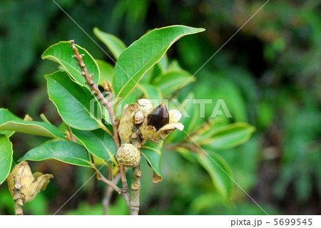 スダジイ 5699545