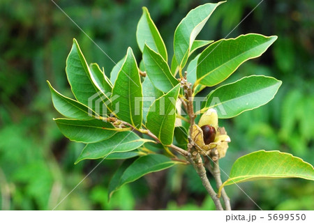 スダジイ スダジイ 5699550