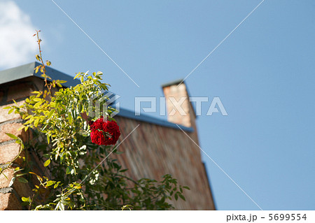 つるばらと煉瓦塀と青空 つるばらと煉瓦塀と青空 5699554