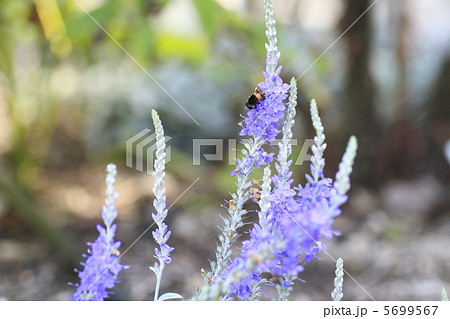 トウテイラン 5699567