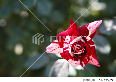 赤い絞りのバラ 5699579