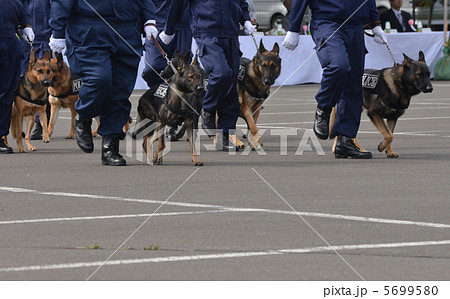 警察官・警察犬 警察官・警察犬 5699580
