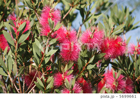 ブラシノキ 5699661