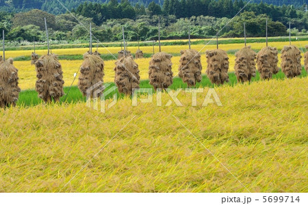 稲干しのある風景 5699714
