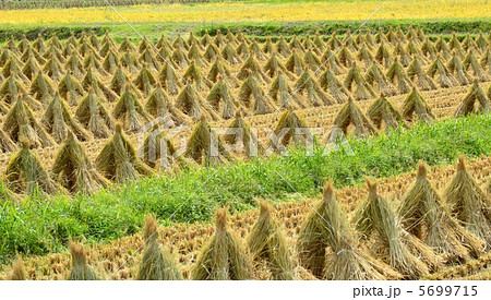 稲藁干し 5699715