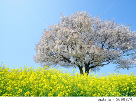 一本桜 一本桜 5699874