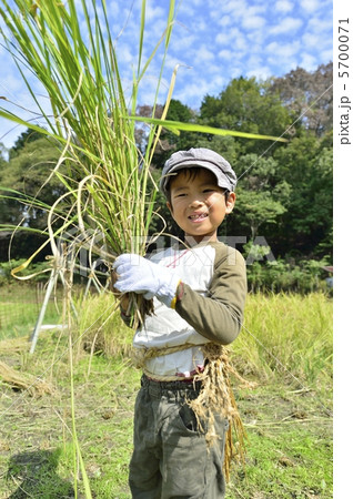 稲刈り 稲刈り 5700071