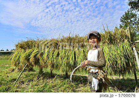 稲刈り 稲刈り 5700076