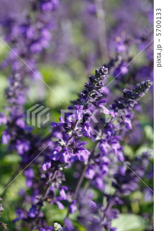 ラベンダーセージ 5700133