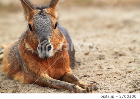 マーラ （テンジクネズミ科マーラ属） 5700300