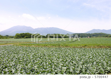 キャベツ畑3 5700447