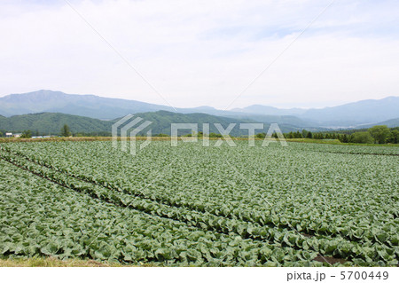 キャベツ畑2 キャベツ畑2 5700449