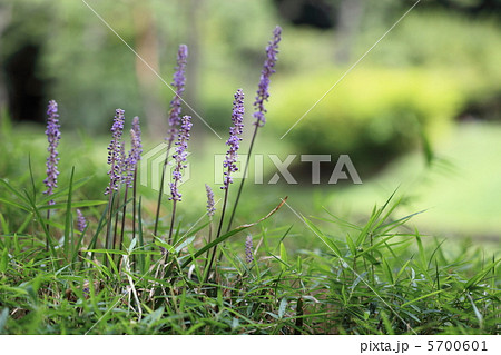 ツルボ　1209171783  5700601