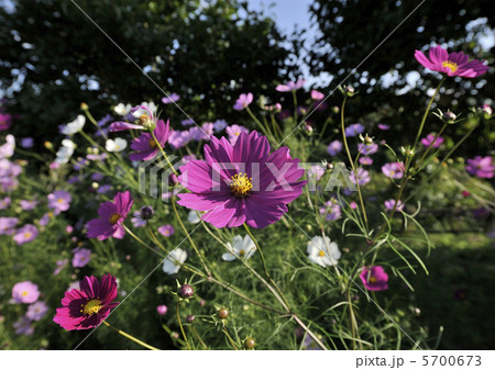 上場高原のコスモス 5700673