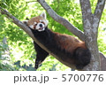 昼寝中のアライグマ 5700776