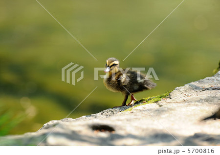 カルガモ 5700816