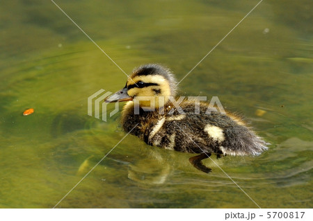 カルガモ 5700817