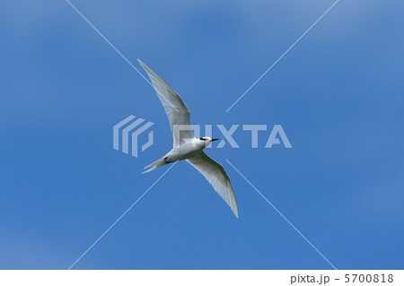 エリグロアジサシ 5700818