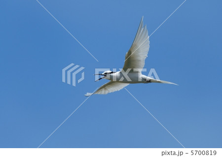 エリグロアジサシ 5700819