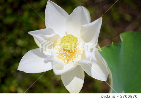 ハスの花 5700870