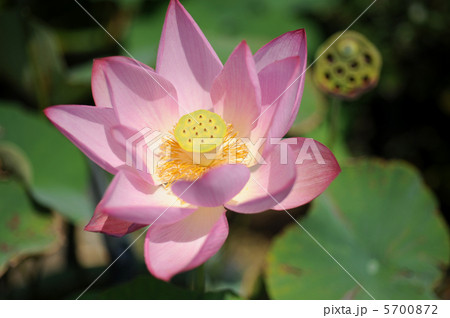 ハスの花 ハスの花 5700872