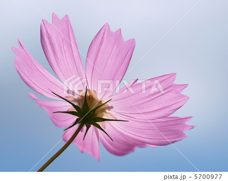 コスモス 5700977