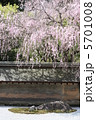 龍安寺・春 5701008