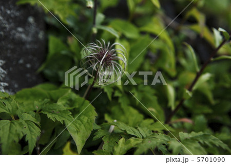 オキナグサ オキナグサ 5701090