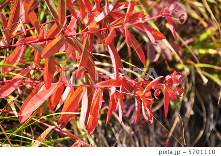 ハクサンタイゲキ ハクサンタイゲキ 5701110