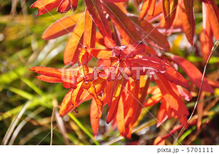 ハクサンタイゲキ ハクサンタイゲキ 5701111