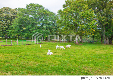 高原のやぎ達 5701326