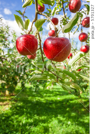 信州林檎の紅玉 信州林檎の紅玉 5701327