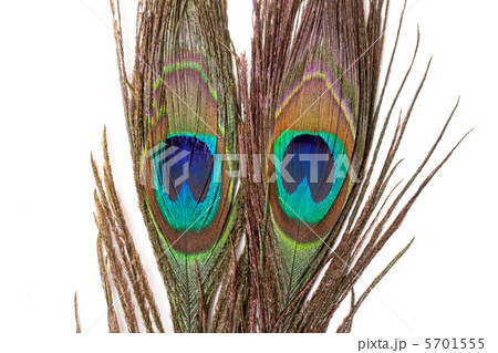 Colorful Peacock Feather Colorful Peacock Feather 5701555