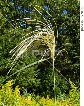 ススキとセイタカアワダチソウ ススキとセイタカアワダチソウ 5701688