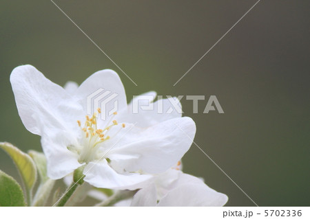 リンゴの花 5702336