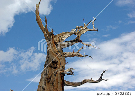 ブリッスルコーン・パイン（Bristlecone Pine） 5702835