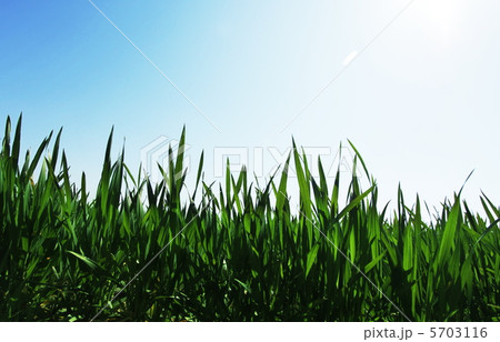 Grass Grass 5703116