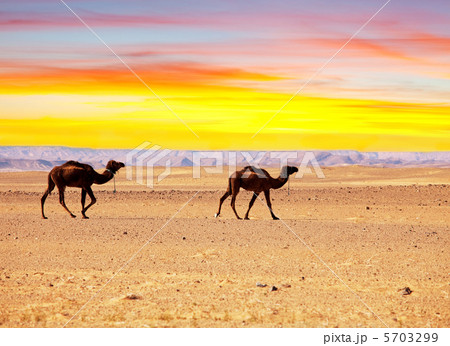 Camel 5703299