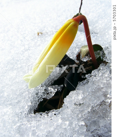 Flower in snow Flower in snow 5703301