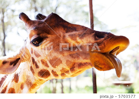 Giraffe Giraffe 5703577