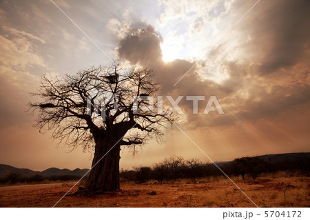 Baobab Baobab 5704172