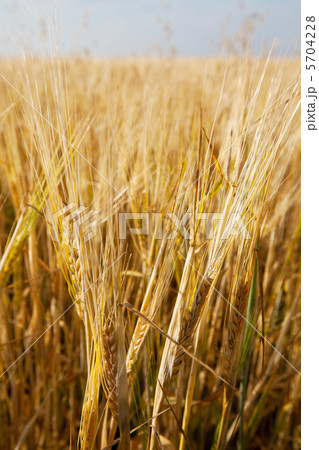 Wheat Wheat 5704228