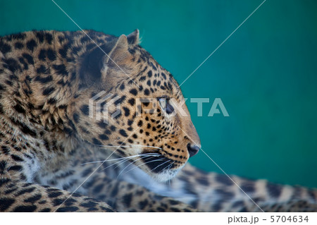 Leopard Leopard 5704634