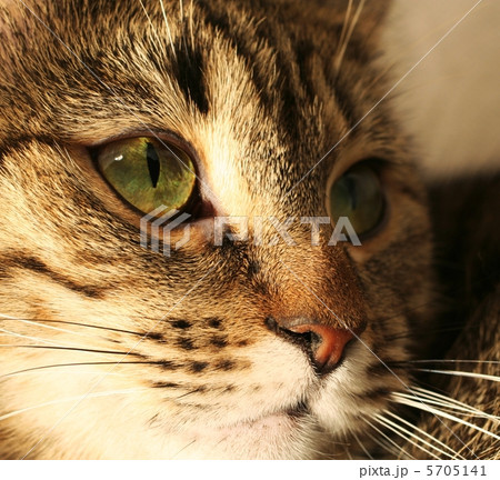 Cat 5705141