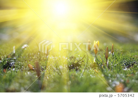 Spring flowers 5705342