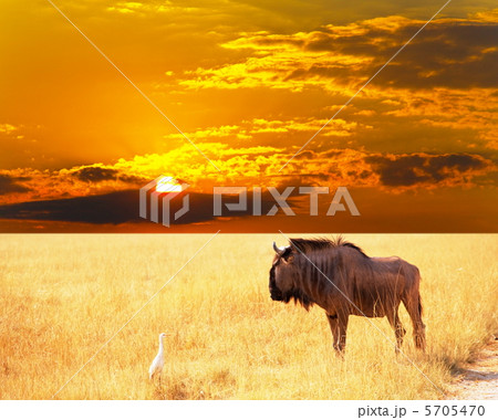 Antelope Antelope 5705470