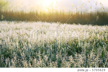 Wet grass Wet grass 5705629